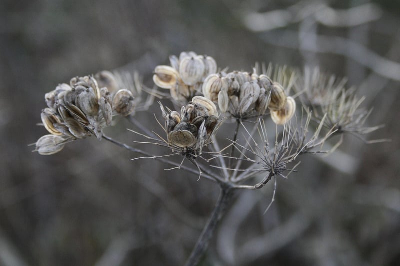 Magical Botany