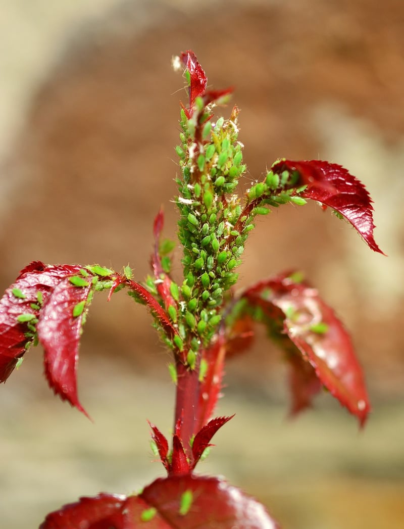 Mermaid Aphids