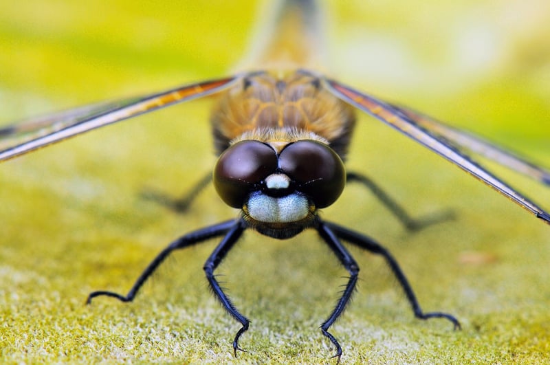 Dragonfly