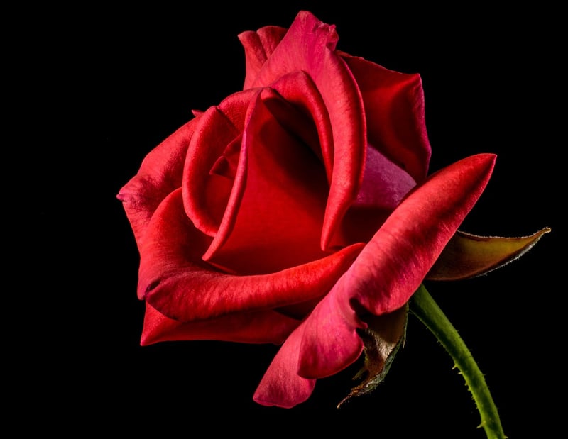 Flower Design